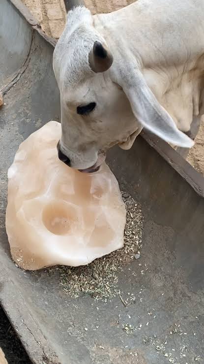 കരുതുക,പശുക്കളിൽ ഉപ്പ് കുറയുന്നത് അപകടകരം