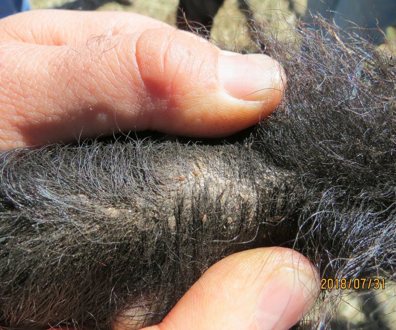 കാളക്കുട്ടികളിൽ രോമം കൊഴിയുന്നത്: പേനയോ റിംഗ്‌വോമോ?