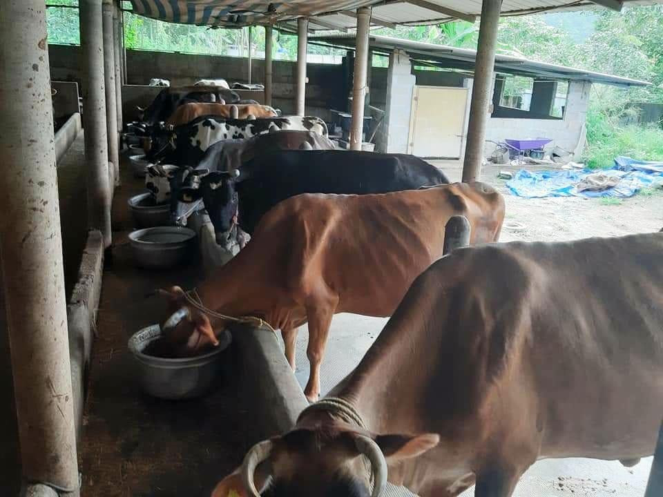 പശുക്കളിലെ നഖരോഗങ്ങൾ ; ഇത് ശ്രദ്ധിക്കുക