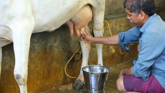 പാലുൽപ്പാദനം വർദ്ധിപ്പിക്കാൻ : ചലഞ്ച്