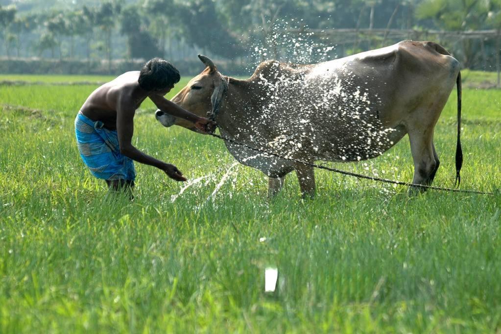 ചൂട് കൂടുന്നു ; പശുക്കളെ സംരക്ഷിക്കാം..!