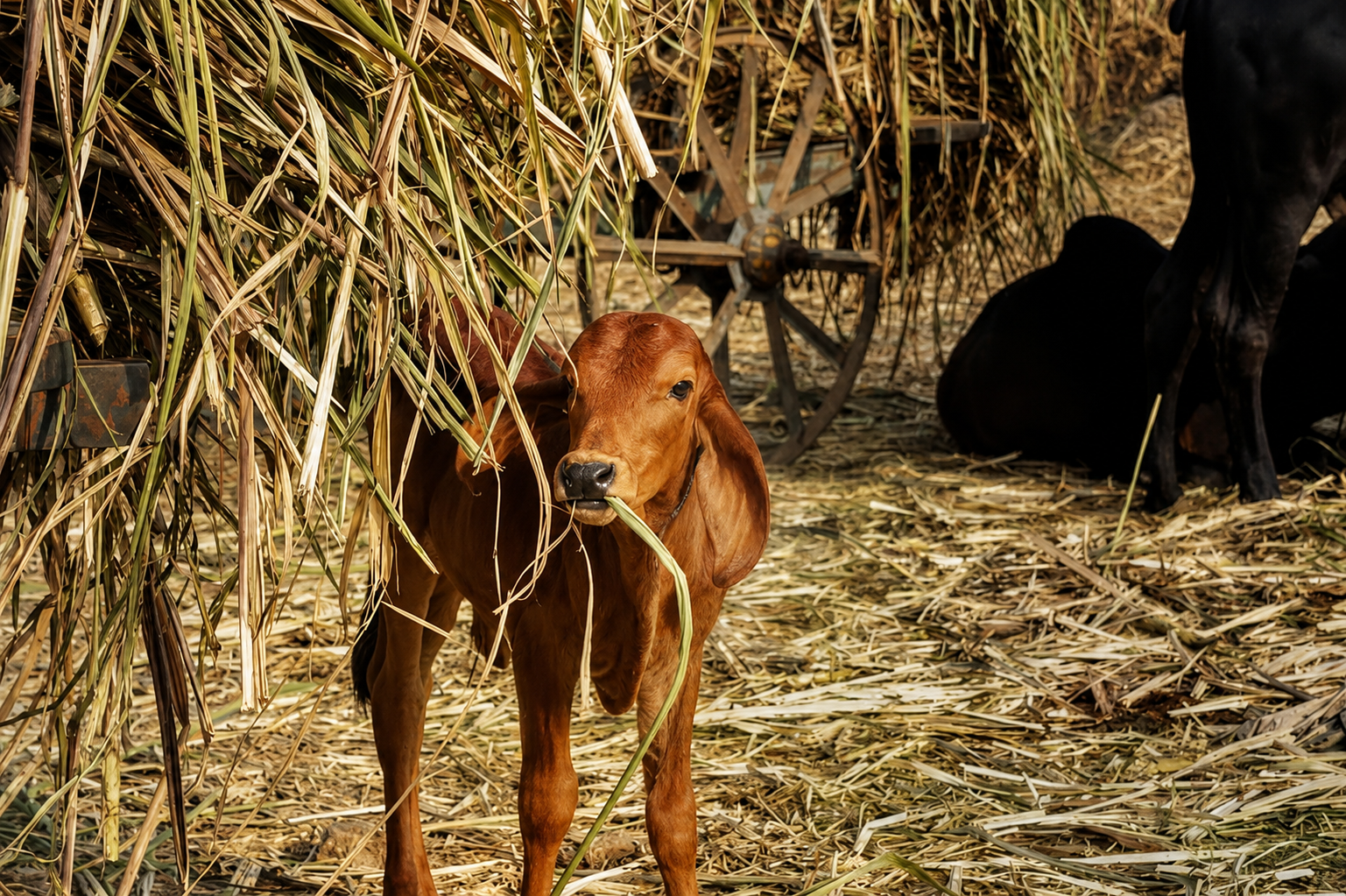 വൈക്കോലിലും കാലിത്തീറ്റയിലും ആ ദുരന്തം ഒളിഞ്ഞിരിക്കാം..!? 