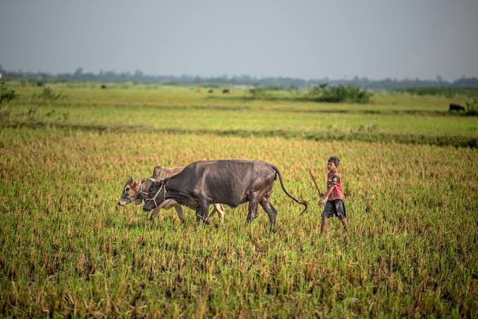 ക്ഷീര കർഷകർക്ക് പാൽ ഇൻസെന്റീവ് സ്കീം ; ഇപ്പോൾ അപേക്ഷിക്കാം