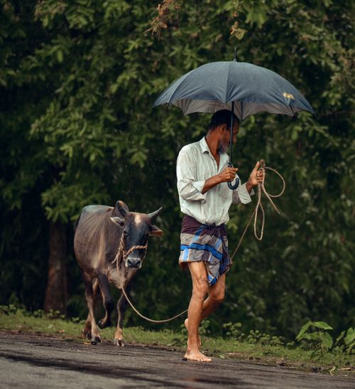 മഴക്കാലത്തെ തീറ്റ : ഇക്കാര്യങ്ങൾ ശ്രദ്ധിക്കുക