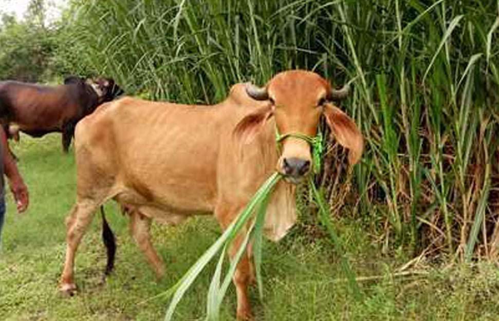 തീറ്റപ്പുൽ കൃഷി പദ്ധതിക്ക് അപേക്ഷിക്കാം