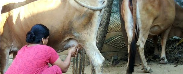 പശുക്കളുടെ കറവ വറ്റിക്കൽ: ഇതൊന്ന് അറിഞ്ഞോളൂ
