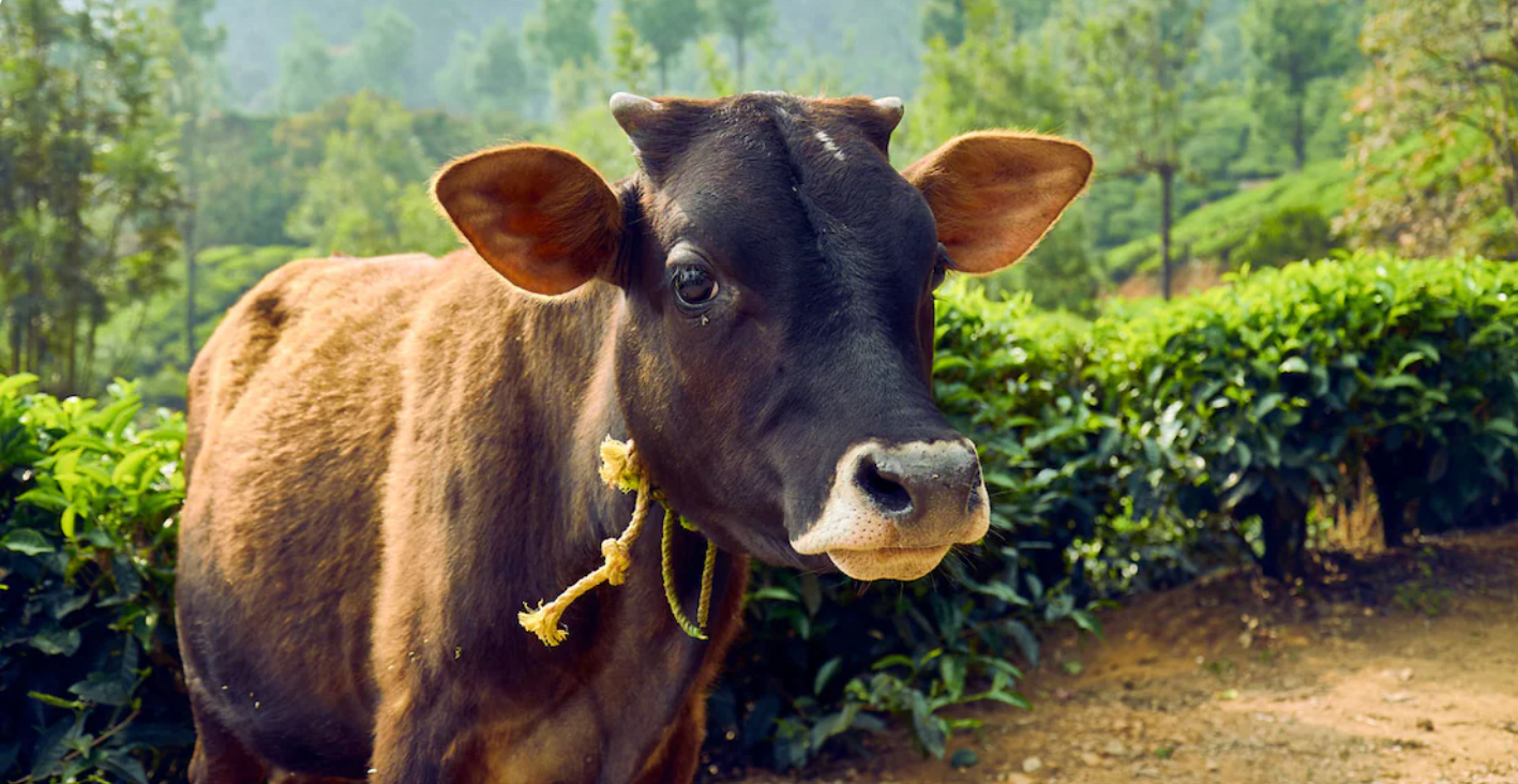 പശുക്കളിലെ മൂക്കൊലിപ്പ്..?